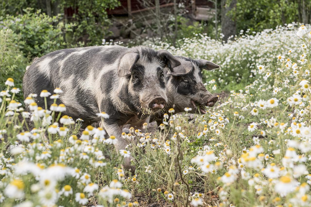 Modal Stugor Hultsfred Buitenkant foto