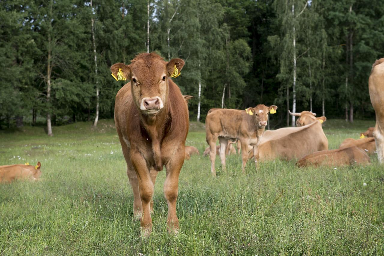 Modal Stugor Hultsfred Buitenkant foto